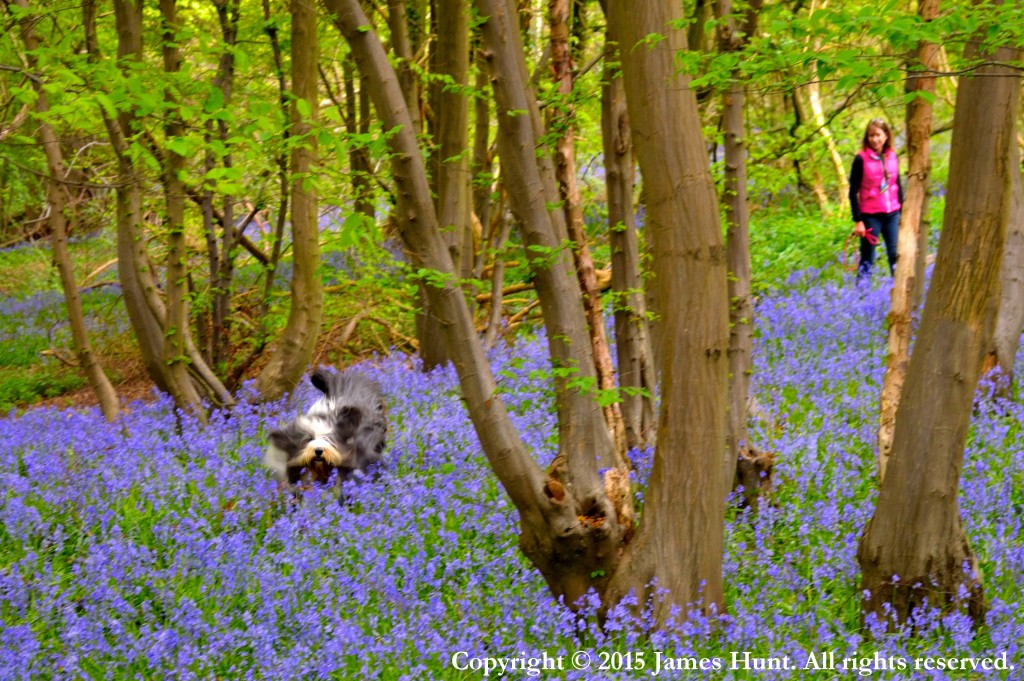 Bounding Beardie in the Bluebells