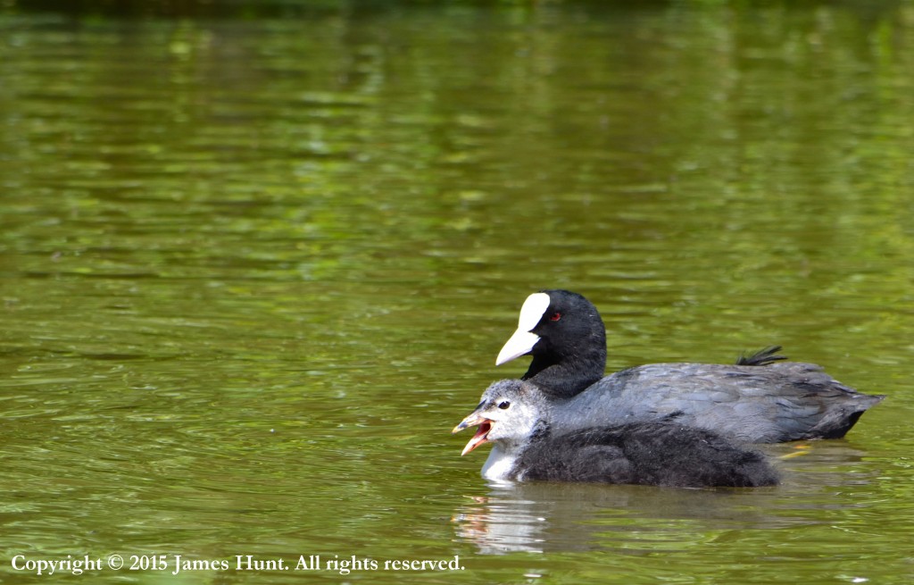 Coots