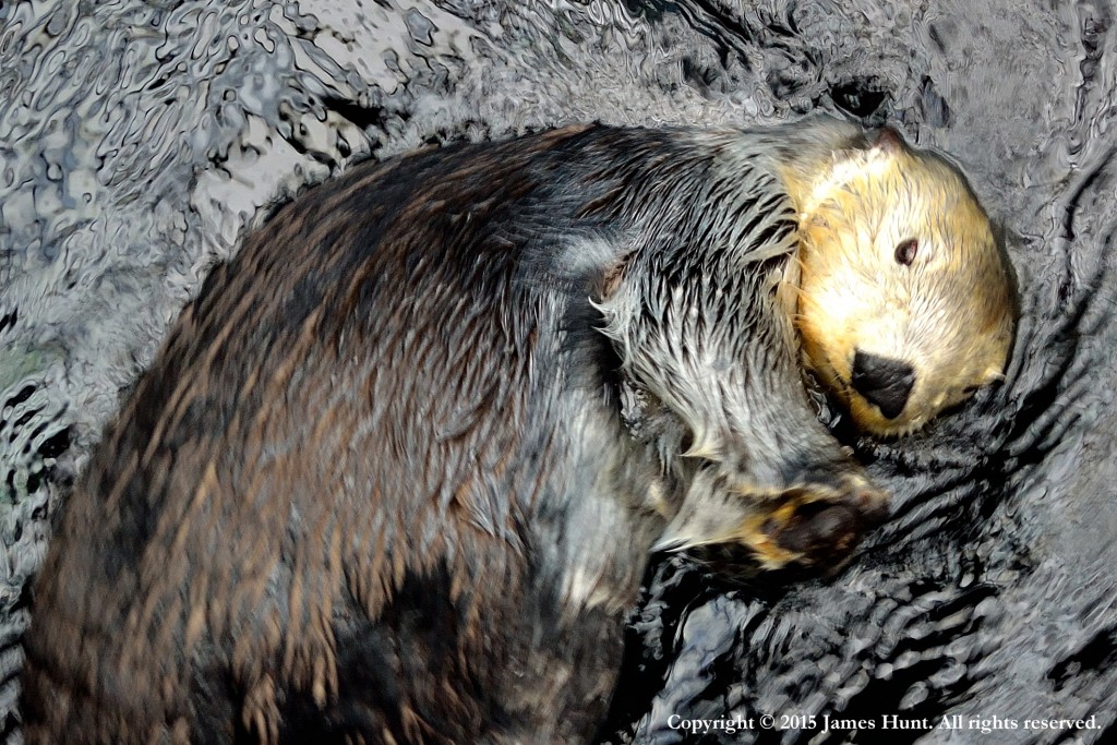 Sea Otter